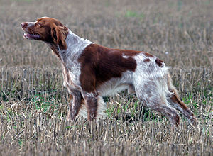 Epagneul Breton