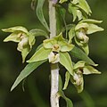 Epipactis papillosa