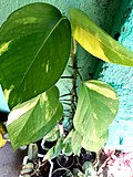 Thumbnail for Epipremnum aureum