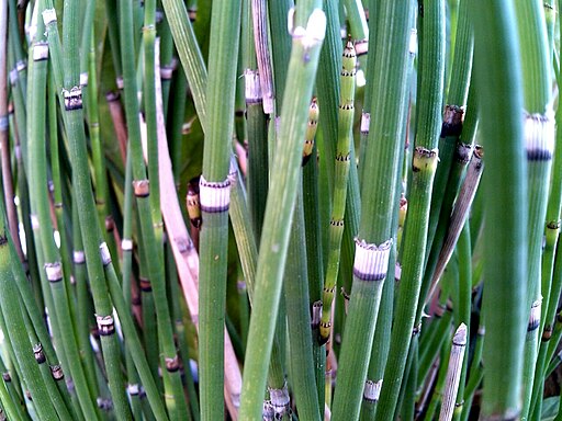 トクサ,木賊色（とくさいろ）''Equisetum hyemale'' - Philippines