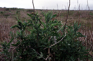 <i>Erechtites glomeratus</i> Species of flowering plant