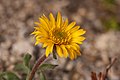 Erigeron aureus