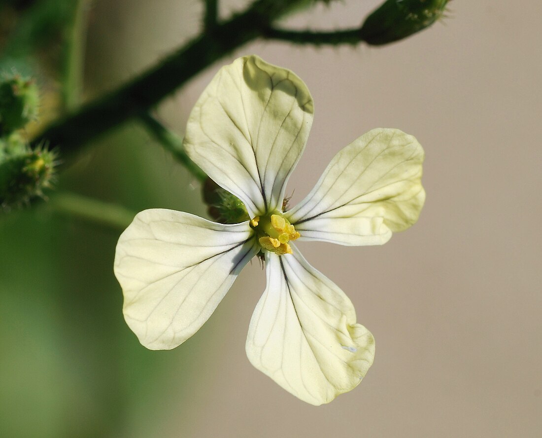 Brassicaceae