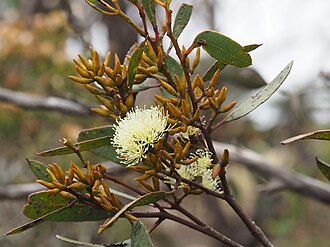 flower buds and flowers Eucalyptus hebetifolia buds (2).jpg