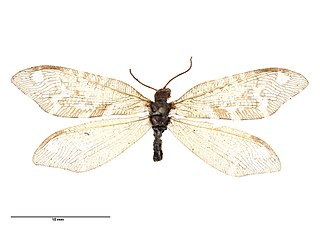 <i>Euosmylus</i> Genus of insect