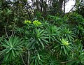 Miniatura para Euphorbia bourgeana