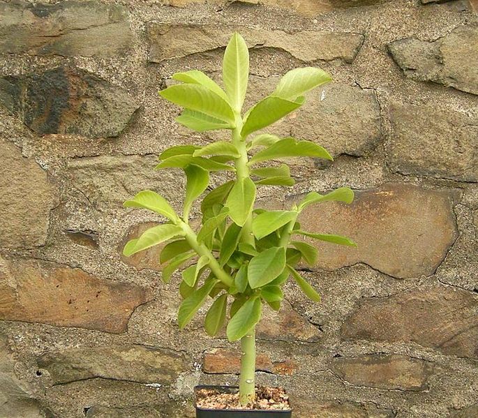 File:Euphorbia pseudomollis ies.jpg