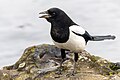 * Nomination An Eurasian magpie (Pica pica) calling, in Gennevilliers, France. --Alexis Lours 17:57, 3 March 2024 (UTC) * Promotion  Support Good quality. --Velvet 08:17, 4 March 2024 (UTC)