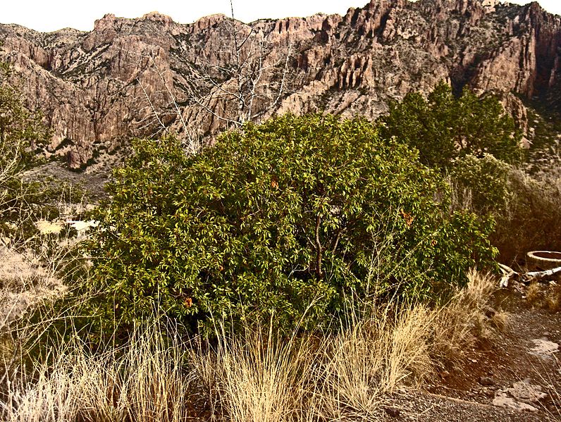 File:Evergreen-Sumac-c (4487584824).jpg