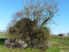 Eylias'tan Eymet dolmen (1) .JPG