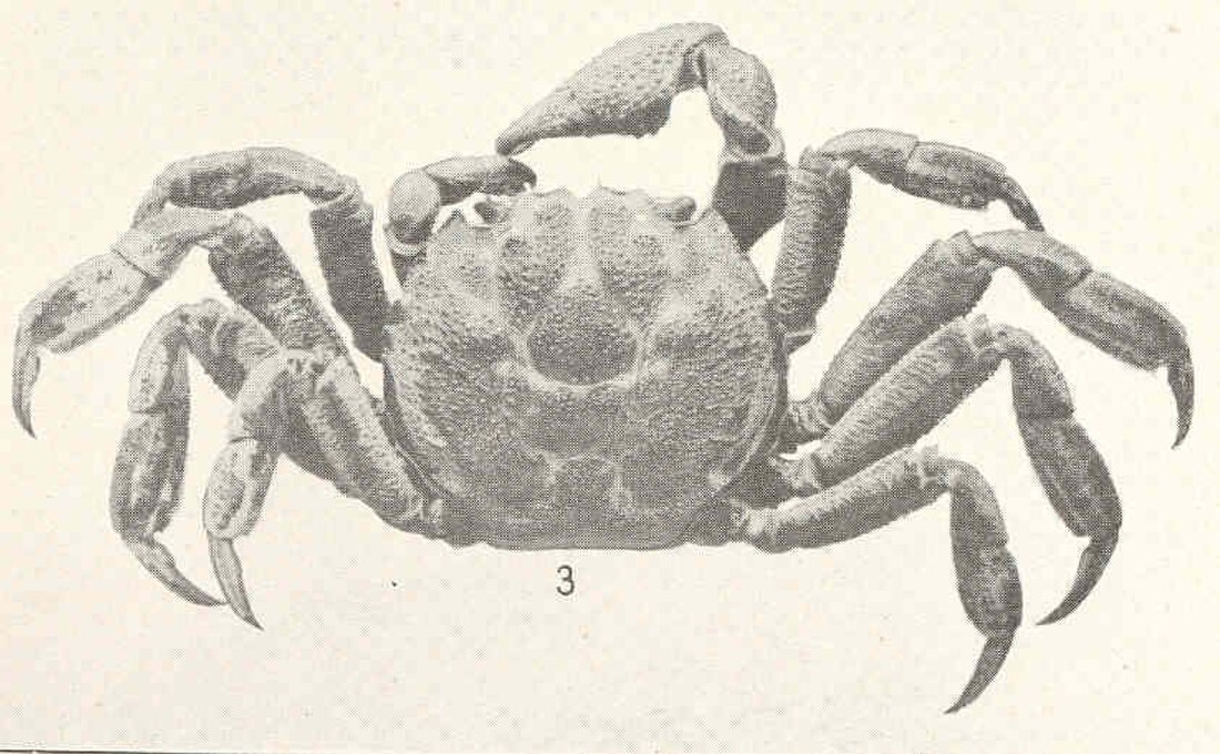 Glyptograpsus