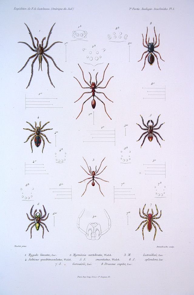 Spider Identification Chart