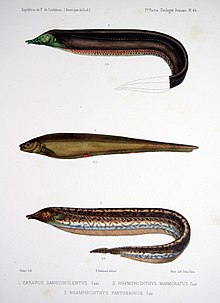 Description plates of different Rhamphichthys species F de Castelnau-poissonsPl46.jpg
