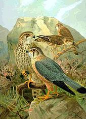 European subspecies aesalon. Adult male (front) and female (behind) Falco columbarius NAUMANN.jpg