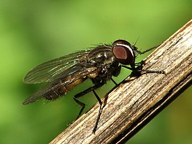 Fannia canicularis