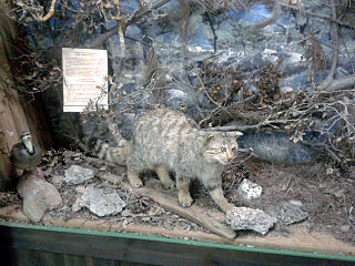 <span class="mw-page-title-main">Cretan wildcat</span> Cat hybrid or subspecies