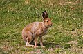 Female Irish mountain hare.jpg
