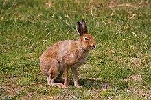 ユキウサギ Wikipedia