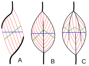 Figure 1 Pennate muscle fiber arrangements. The green lines represent PCSA; the blue lines represent ACSA Fiederung.svg