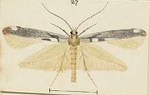 Illustration of male. Fig 27 MA I437922 TePapa Plate-LXI-A-supplement full (cropped).jpg