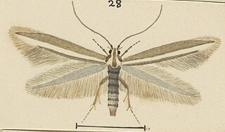 <i>Elachista plagiaula</i> Species of moth