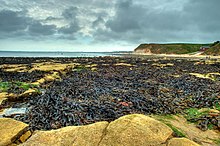 Flamborough head landing beach.jpg