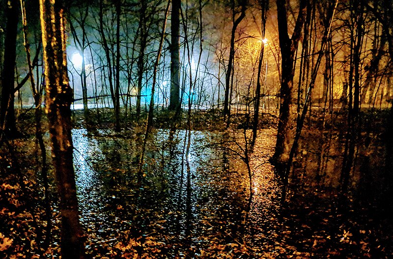 File:Flooded woods at night-time in Prospect Park.jpg