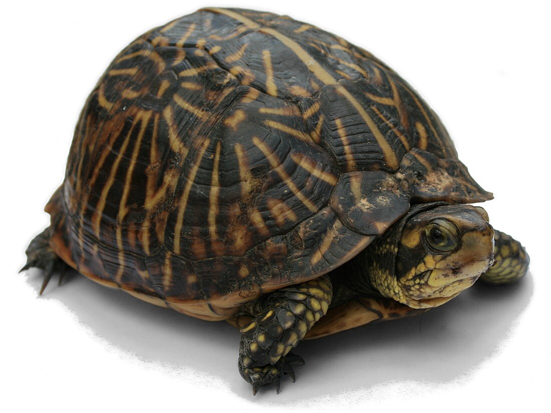 Tortuga