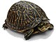 Florida Box Turtle Digon3 re-edited.jpg