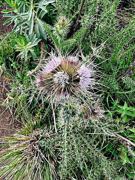 File:Flower on Loolmalasin 2.jpg