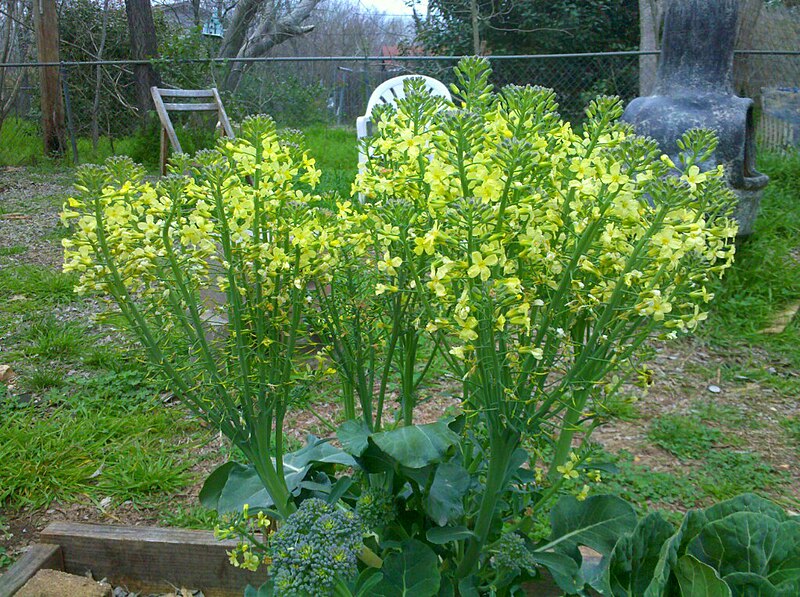 File:Flowering Broccoli.jpg