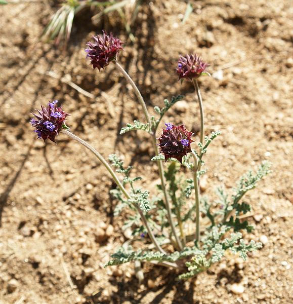 File:Flowers in Joshua Tree National Park (3433040193).jpg