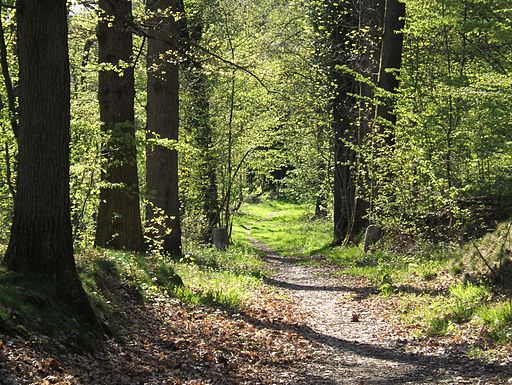 Forest path in Yvelines - France