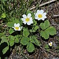 Fragaria iinumae s7.jpg