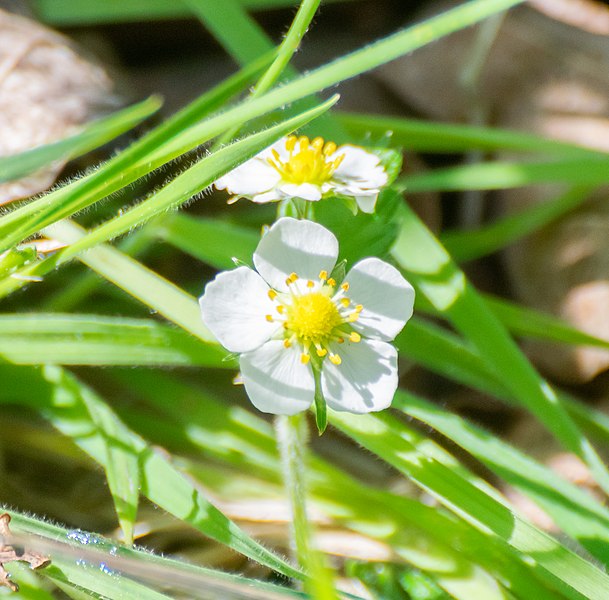 File:Fragaria vesca in Aveyron (8).jpg