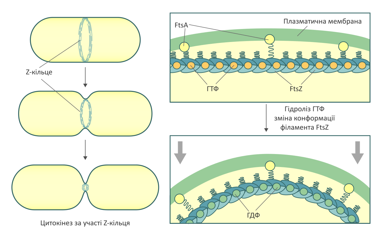 File:FtsZ cytokinesis.svg - Wikimedia Commons e coli diagram 