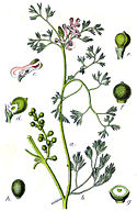 Fumaria parviflora Sturm48.jpg