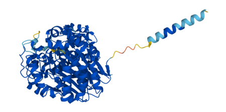 Gama-glutamiltransferase