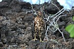Galápagos Hawk (Buteo galapagoensis) -standing on a rock.jpg
