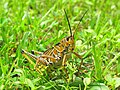 * Nomination Romalea microptera, Eastern Lubber Grasshopper by w:User:Gaogier --TheImaCow 20:06, 26 January 2024 (UTC) * Promotion  Support Picture is good, author was missing from nomination though (fixed it). --Plozessor 05:44, 27 January 2024 (UTC)