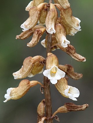 <i>Gastrodia entomogama</i> Species of orchid