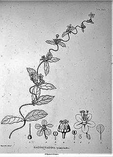 <i>Gaudichaudia</i> (plant) Genus of flowering plants