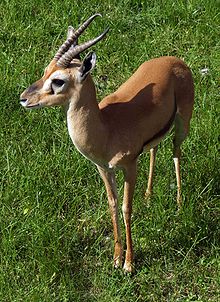 Red-fronted gazelle - Wikipedia