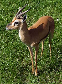 Rudakaktė gazelė (Gazella rufifrons)