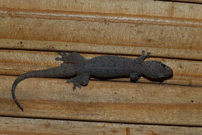 File:Gehyra mutilata 149472731.jpg