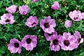 Geranium cinereum 'Ballerina'