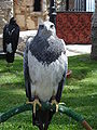 Black-chested Buzzard-eagle
