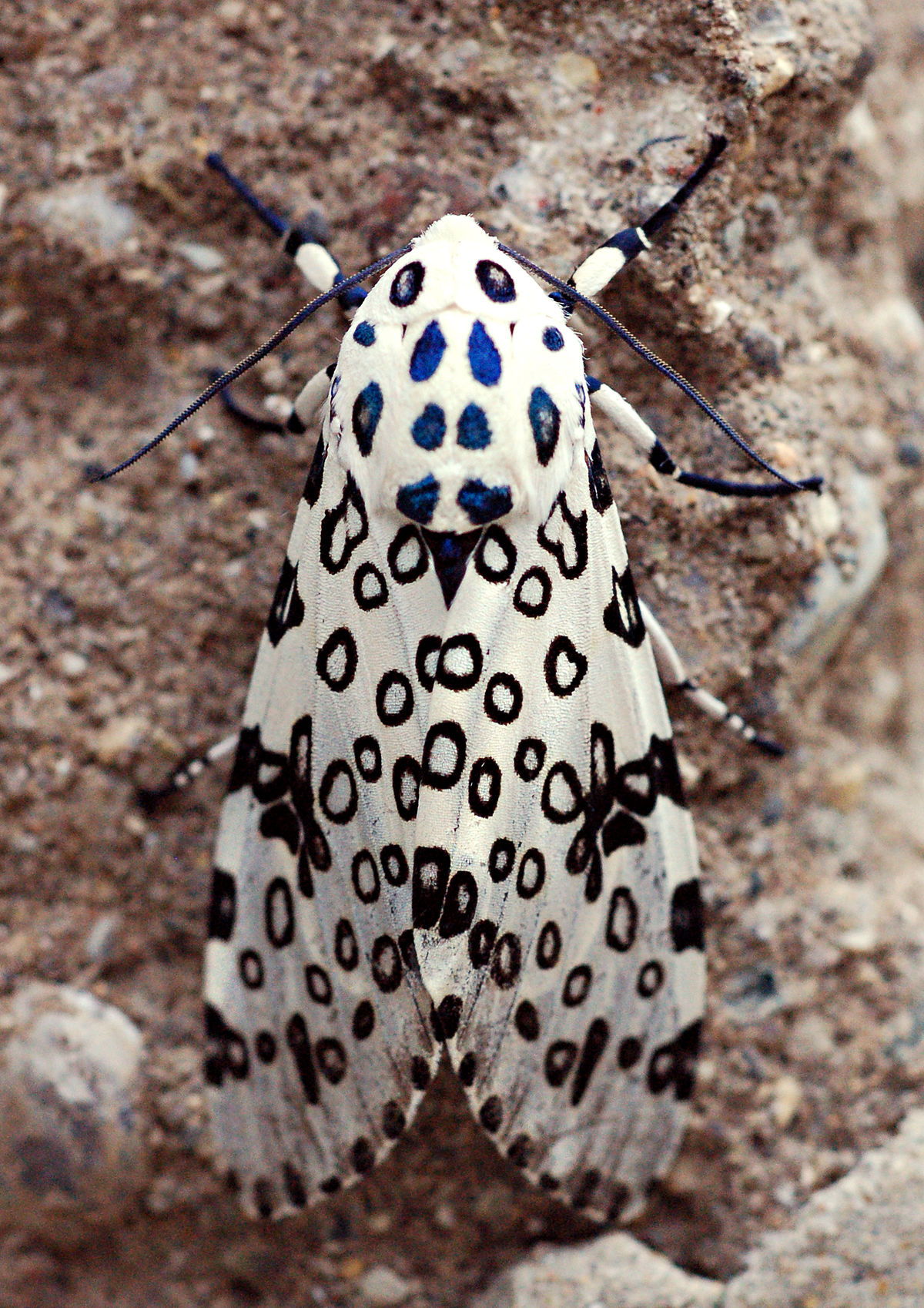Giant leopard moth hypercompe scribonia 3.jpg
