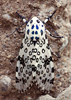 Giant leopard moth Species of moth