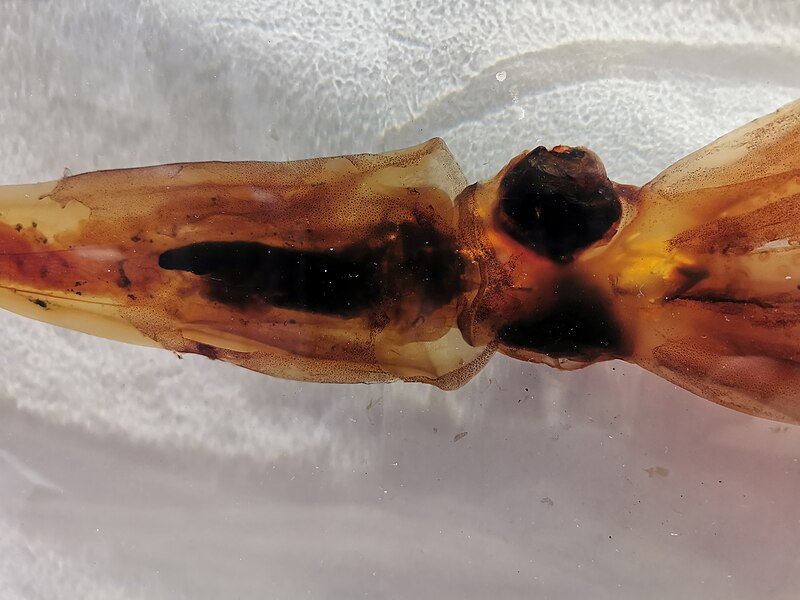 File:Giant squid - Kannonzaki Nature Museum 11.jpg